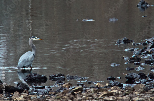 Great blue heron wading in the shallows photo