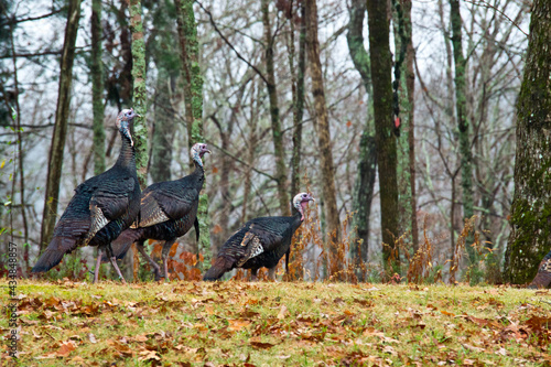 Wild turkeys marching