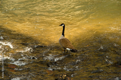 Canadian goose waiting in the river © Doug