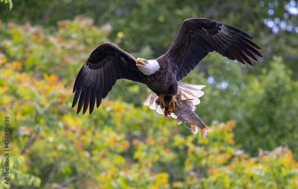 Obraz premium american bald eagle