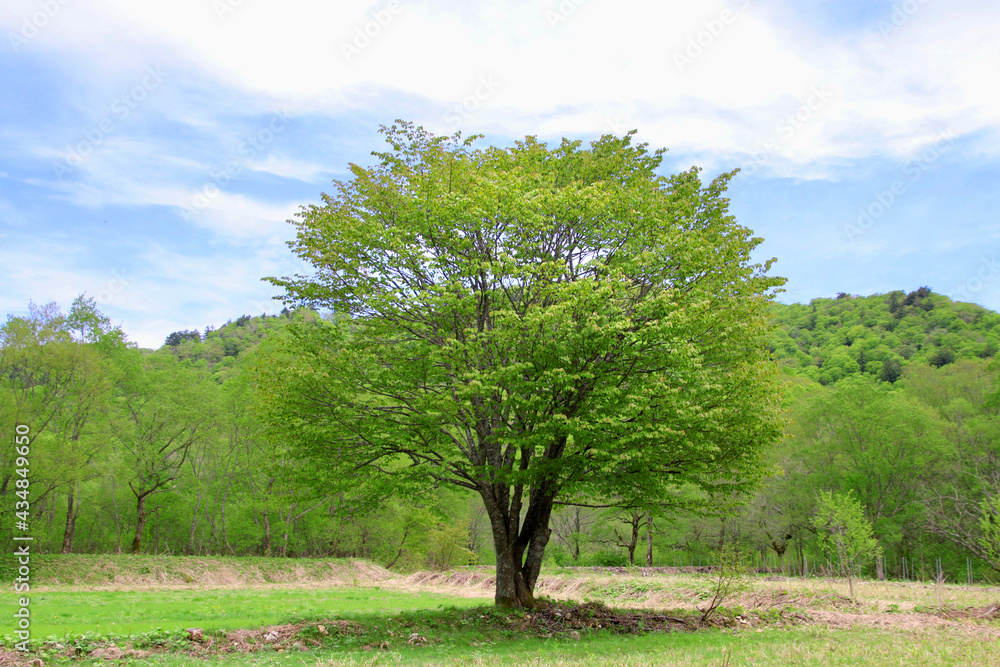Fototapeta premium 畑の中に咲く一本桜・若葉(福島県・裏磐梯)