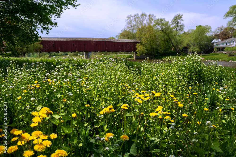 A flowery field leads to the West Montrose Covered Bridge, the last one remaining in Ontario, built in 1881. A flowery field leads to the West Montrose Covered Bridge, the last one remaining in Ontario, built in 1881.