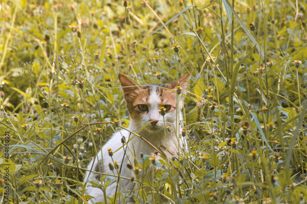 cat in the field cat in the field