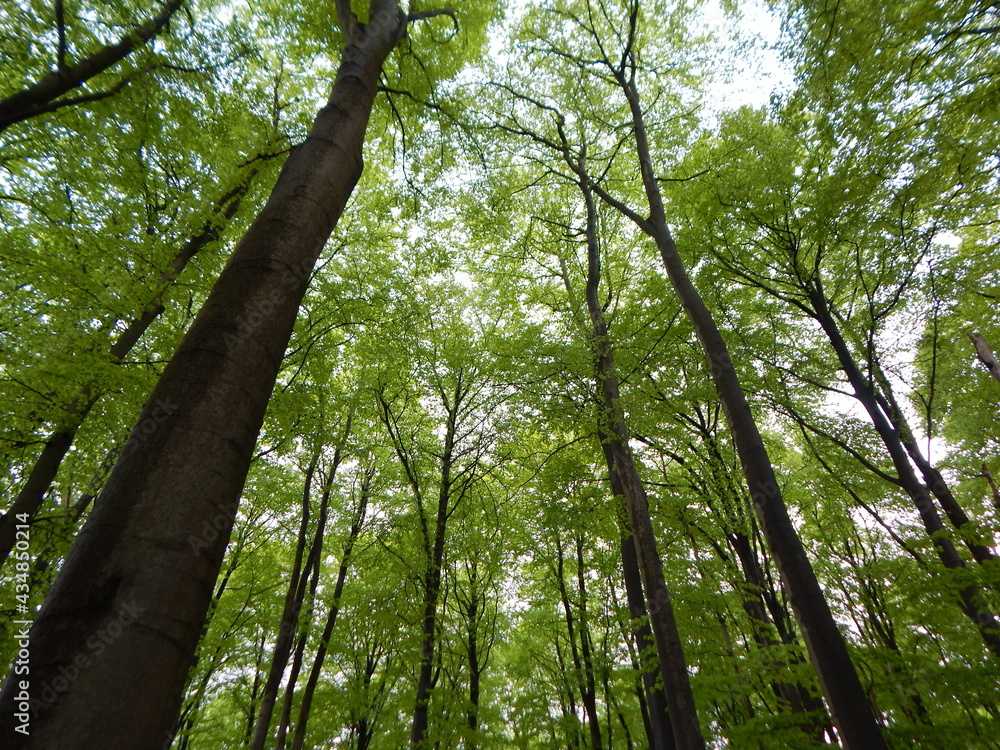 Obraz premium trees in the forest