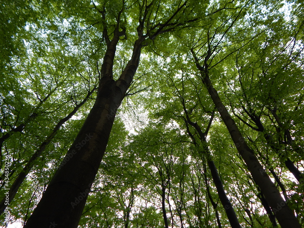 Fototapeta premium trees in the forest