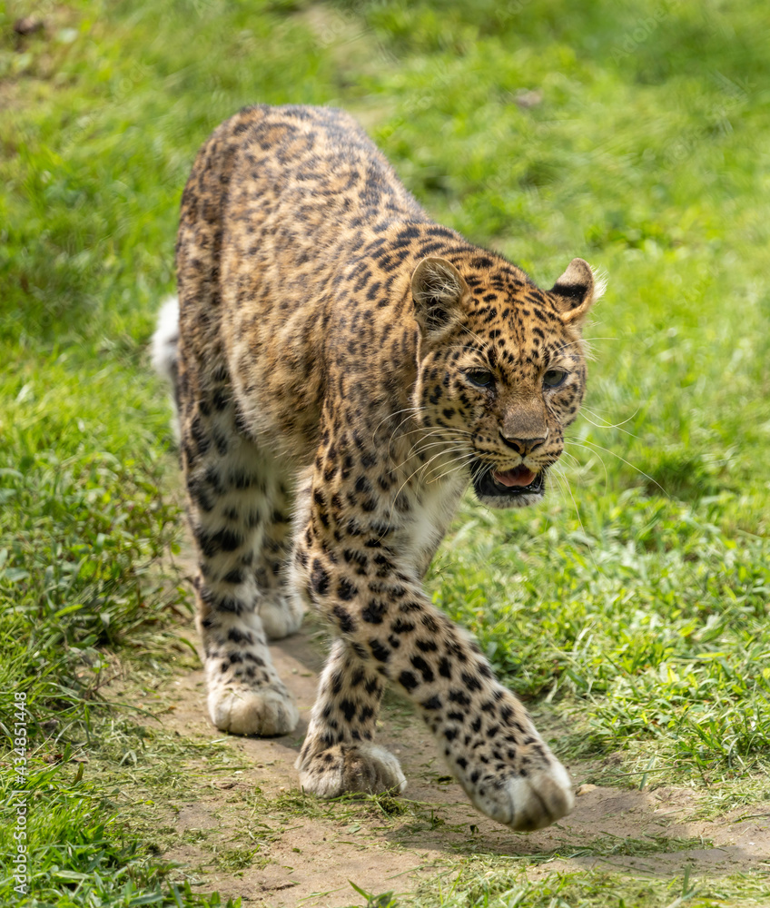 leopard in the grass leopard in the grass