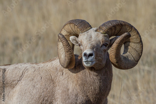 bighorn sheep portrait