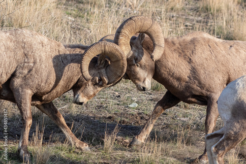 bighorn sheep butting heads