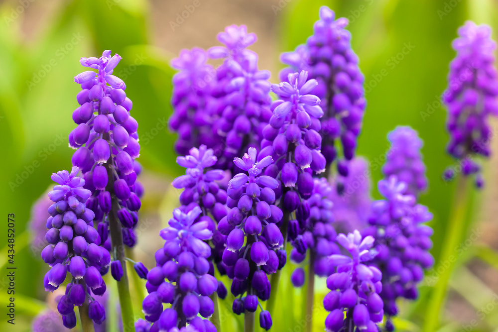 Blue blooming flower buds of Mouse hyacinth in spring garden. A mouse hyacinths.