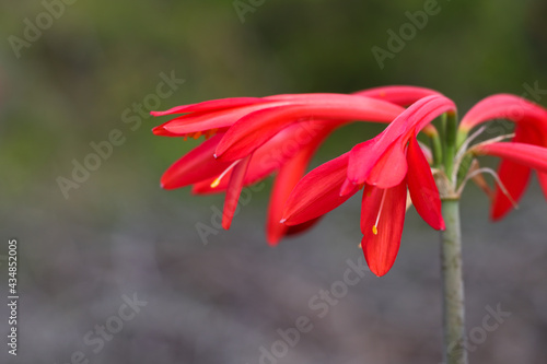 Fire Lily Flowers On Stalk Close-up (Cyrtanthus ventricosus), South Africa
