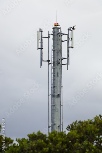 Network Tower With Eleonora's Falcon Spreading Wings (Falco eleonorae), South Africa