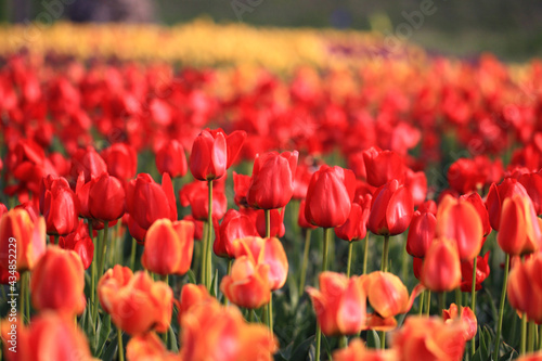 red tulip field © MIYOUNG