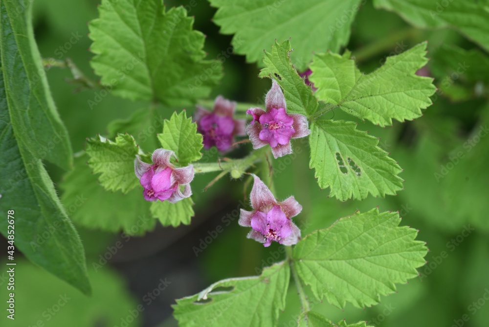 Native raspberry flowers. Rosaceae deciduous shrub. Native raspberry flowers. Rosaceae deciduous shrub.