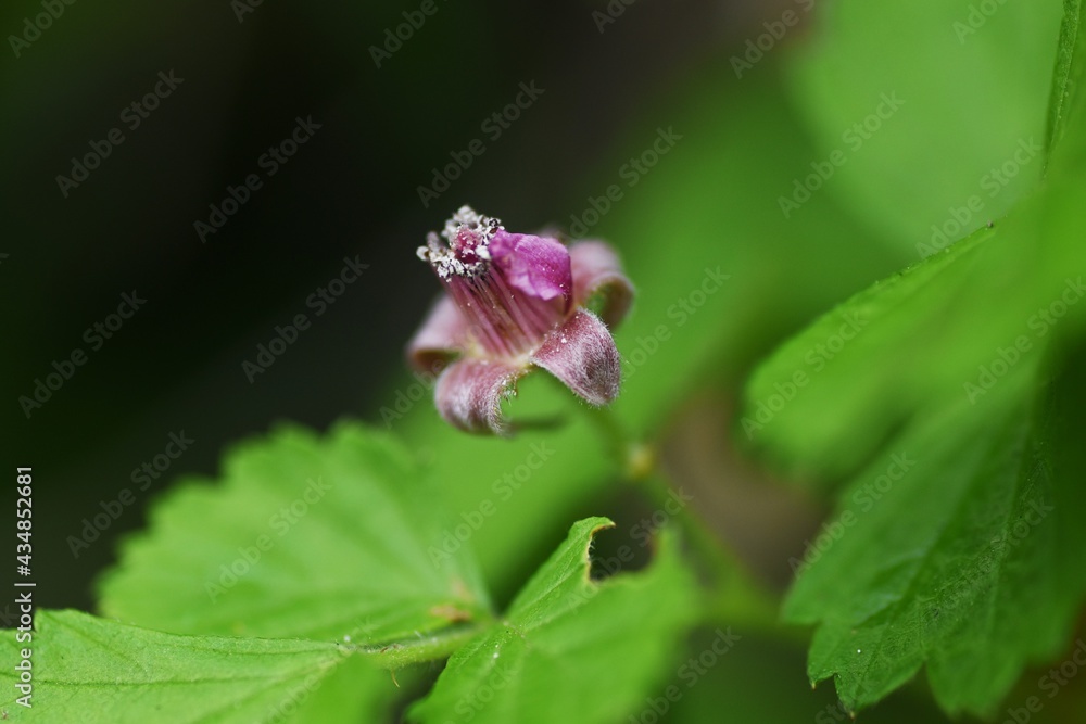 Native raspberry flowers. Rosaceae deciduous shrub. Native raspberry flowers. Rosaceae deciduous shrub.
