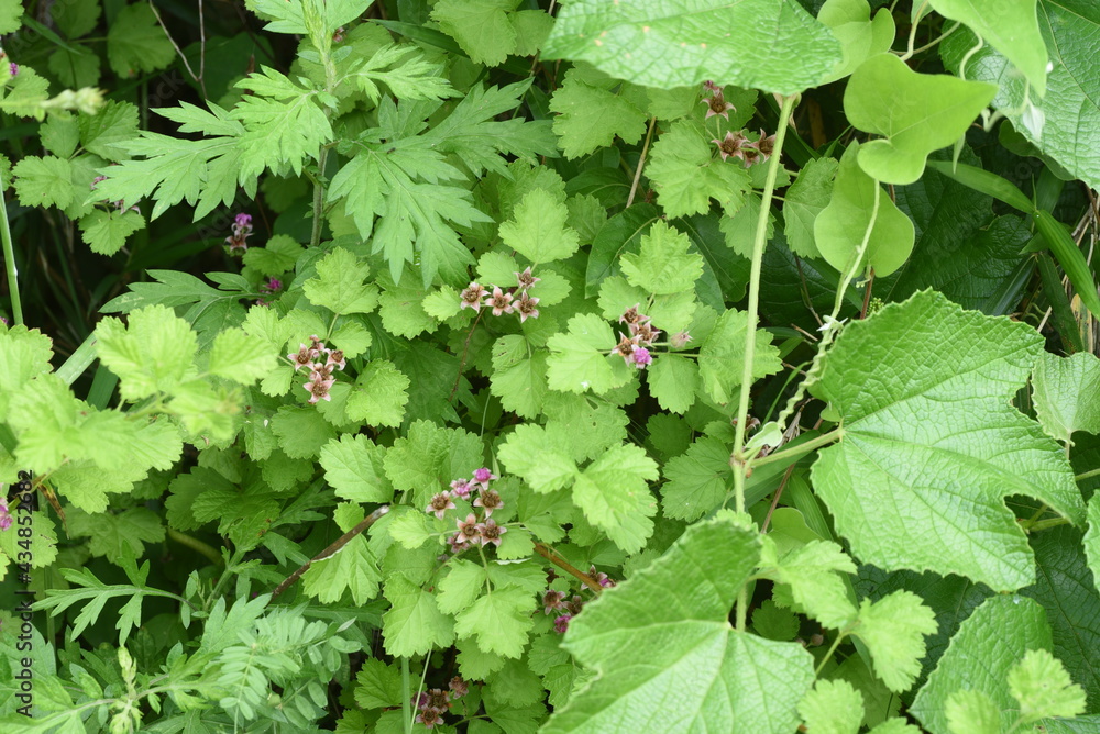 Native raspberry flowers. Rosaceae deciduous shrub. Native raspberry flowers. Rosaceae deciduous shrub.