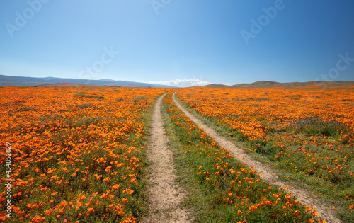 Papier peint Desert dirt road through field of California Golden Poppies in the high desert o