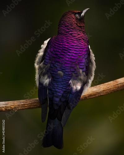 This macro photograph features a stunning and detailed view of a perched Violet-Backed Starling (Cinnyricinclus leucogaster) bird with magnificently colored plumage. photo