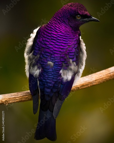 This macro, close up image shows the rear view of a colorful Violet-Backed Starling (Cinnyricinclus leucogaster) bird perched on a branch. photo