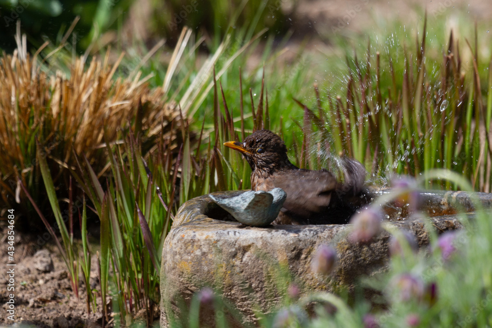 A blackbird taking a bath in a bird bath with haziness by motion