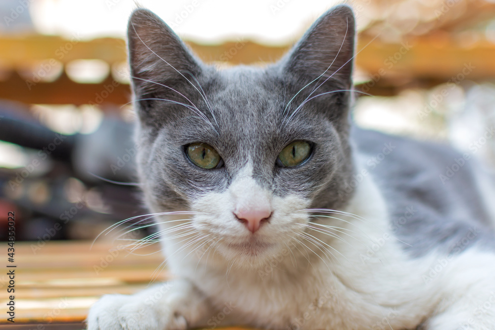 Portrait of cat with gray spots.