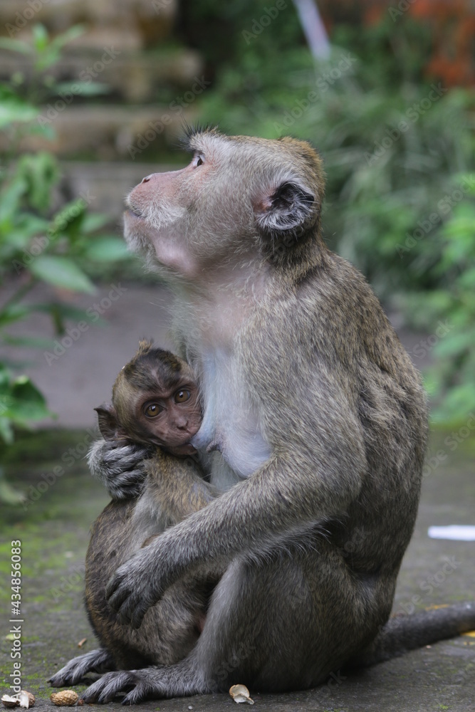 the macaque siting while feeding its young