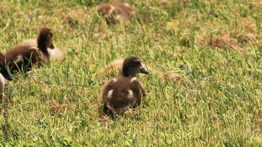 Group of Ducklings in Park Grass on Sunny Summer Day Group of Ducklings in Park Grass on Sunny Summer Day
