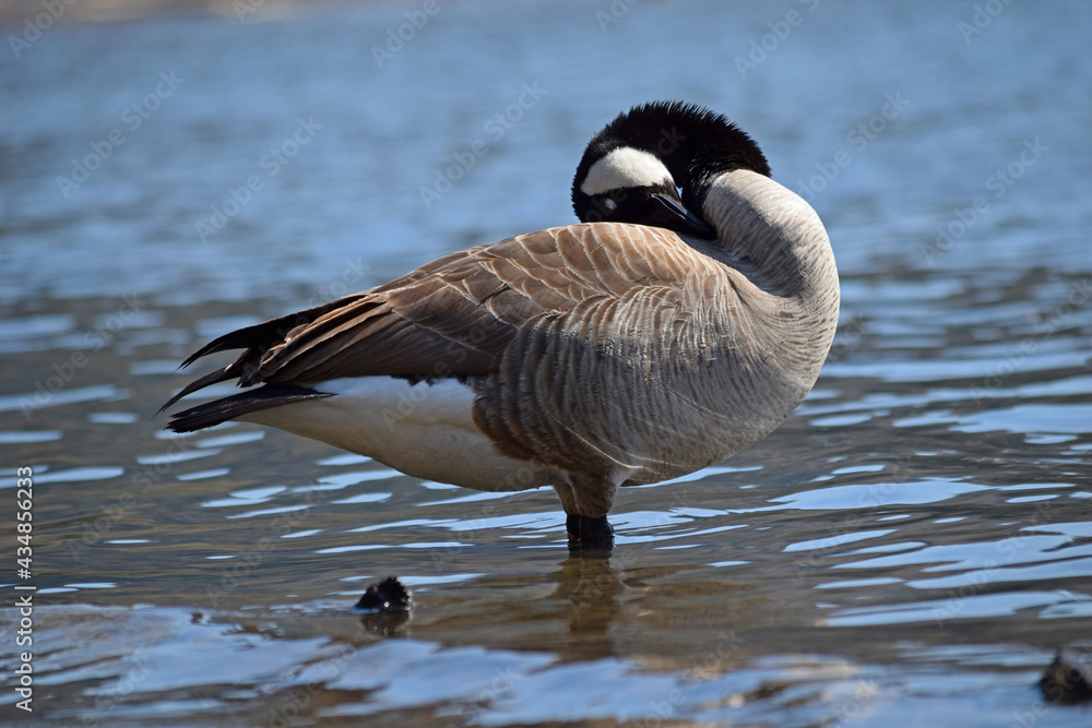Obraz premium Canada Goose at river.