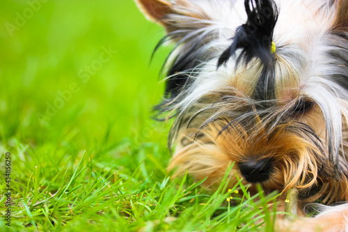A cute Yorkshire Terrier puppy on a green grass  chewing on a stick. Funny doggy