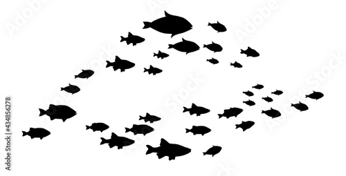 Silhouettes of groups of fishes