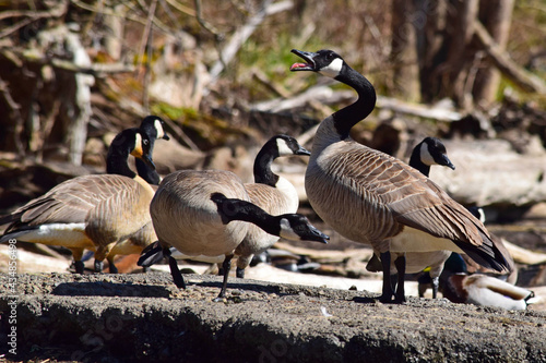 Fotografie, Tablou Canada Geese at river.