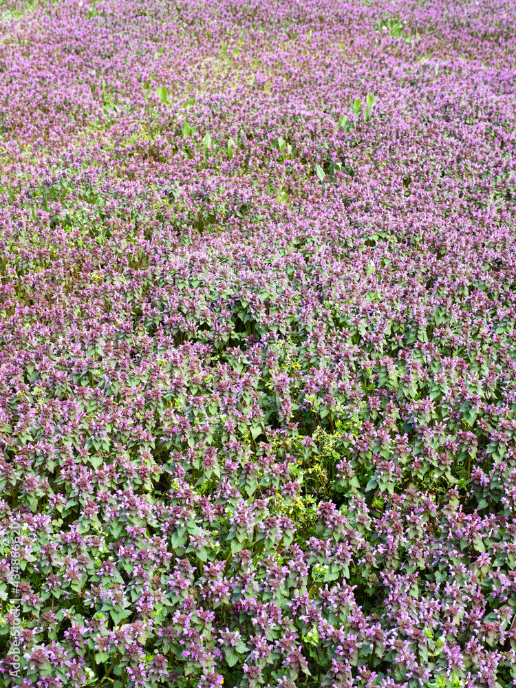 green meadow overgrown by purple flowers in spring