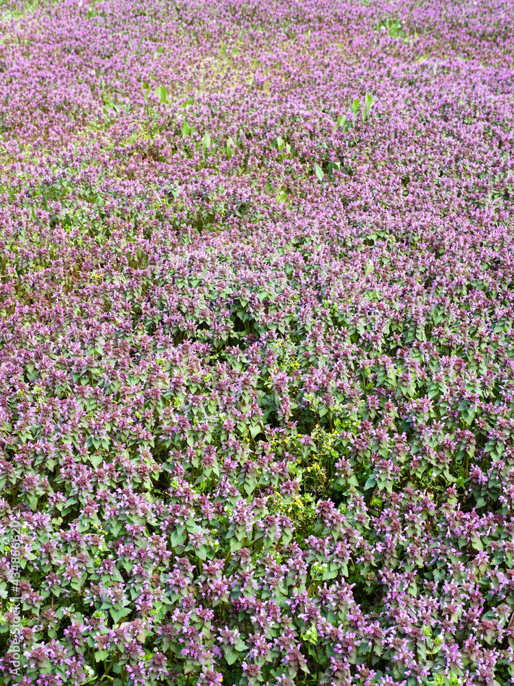 green meadow overgrown by purple flowers in spring green meadow overgrown by purple flowers in spring