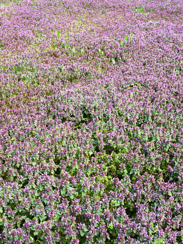 green meadow overgrown by purple flowers in spring