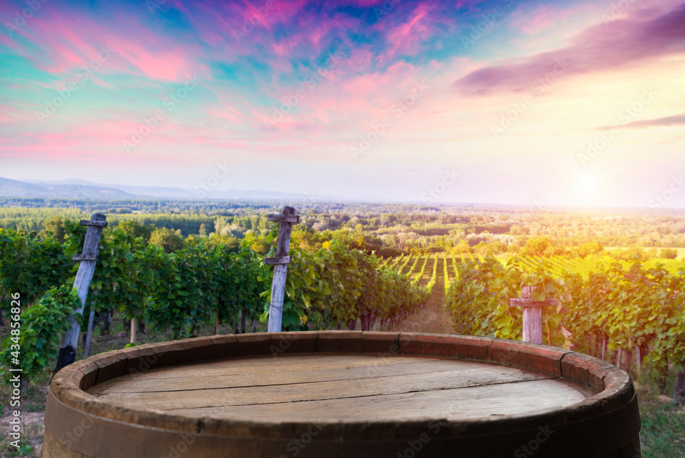 vineyard with ripe grapes in countryside at sunset vineyard with ripe grapes in countryside at sunset