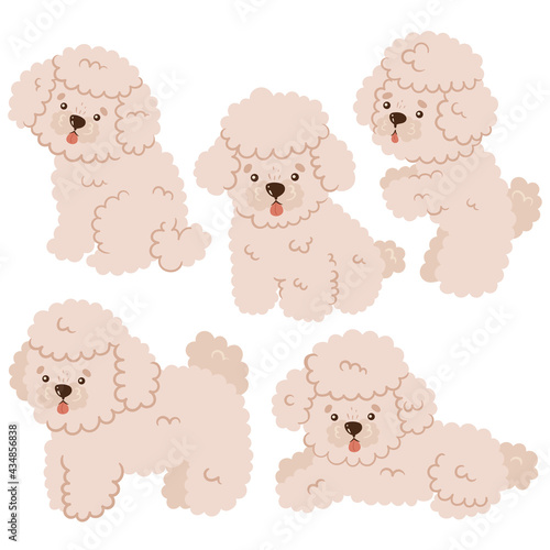 Set of cute mini poodles isolated on white background. Vector graphics.