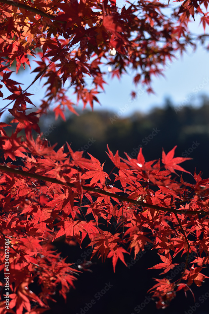 Beautiful foliage Beautiful foliage