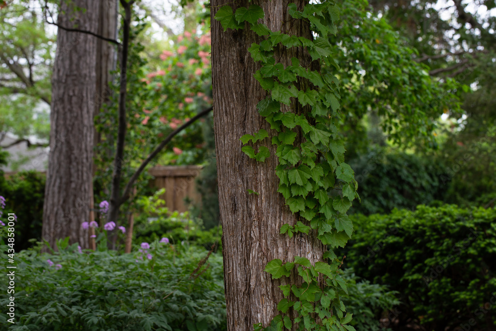 Fototapeta premium tree in the garden
