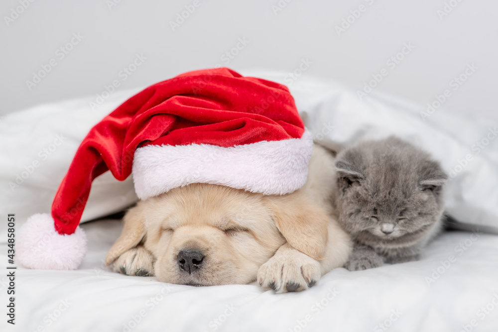 Golden retriever puppy wearing red santa's hat sleeps with kitten  under warm blanket on a bed at home