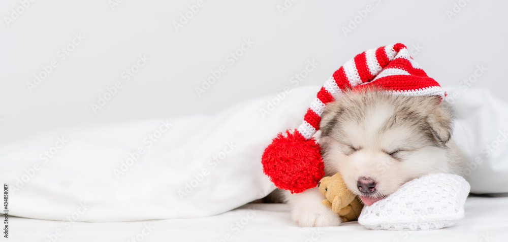 Fototapeta premium Alaskan malamute puppy wearing warm hat sleeps on a bed under warm blanket and hugs favorite toy bear. Empty space for text