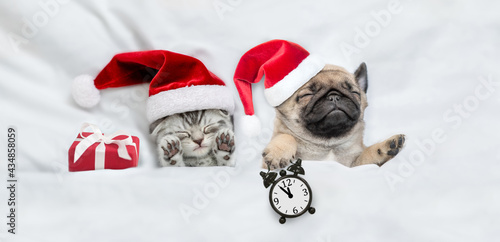Cute kitten and tiny Pug puppy wearing santa hats sleep together with gift box under a white blanket on a bed at home. Pug puppy holds alarm clock. Top down view