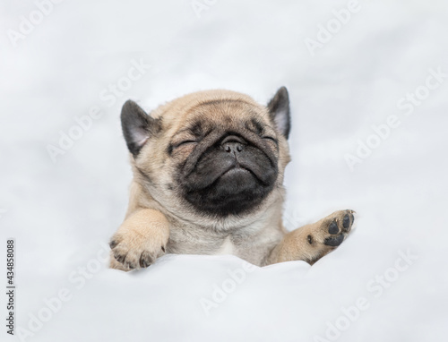 Cute Pug puppy sleeps on his back under white blanket at home. Top down view