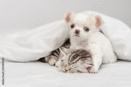 Chihuahua puppy embraces tabby kitten. Pets sleep together under white warm blanket on a bed at home