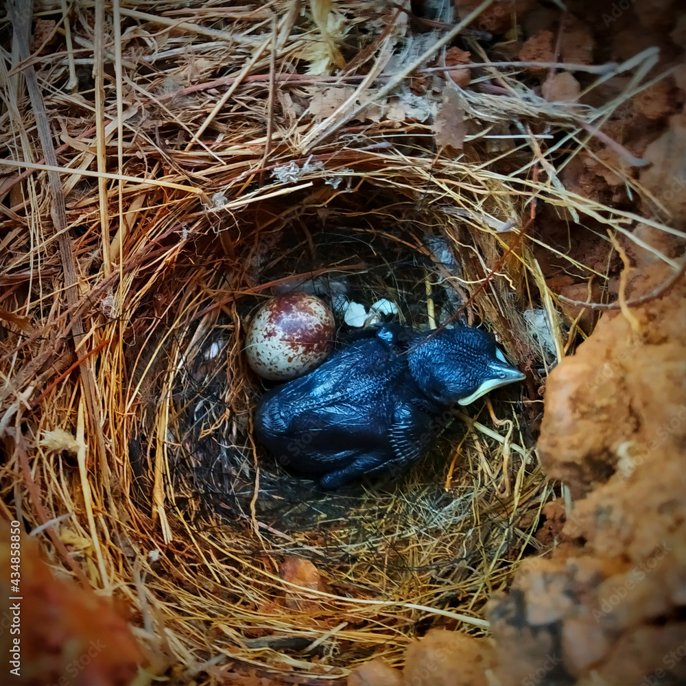 Nest of Indian Robin bird Nest of Indian Robin bird