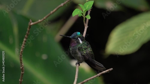 A cute Purple-throated mountaingem (Lampornis calolaemus) bird specimen, standing on a branch and looking around. photo