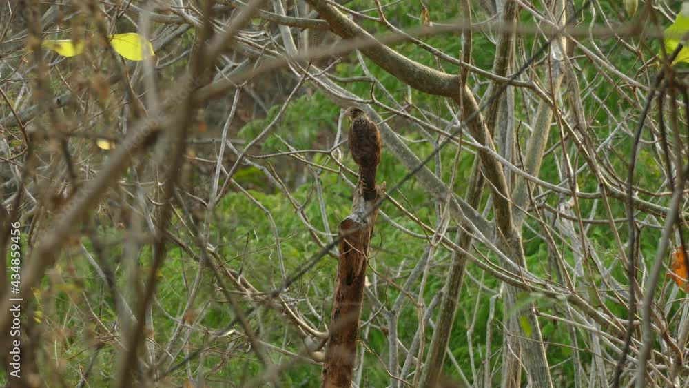 Bird of prey perched in tree hunting for food. Static telephoto. Bird of prey perched in tree hunting for food. Static telephoto.