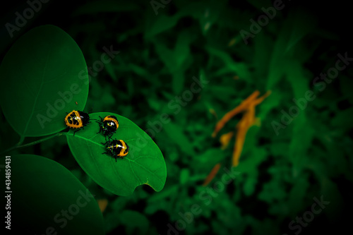 Fototapeta Naklejka Na Ścianę i Meble -  Three small bugs on a leaf