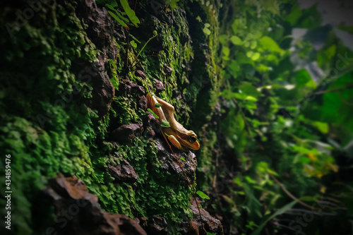 Indian tree frog © Nikhil