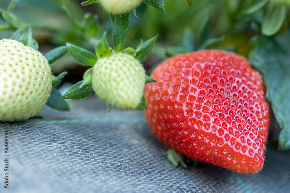 Strawberries that are just ripe, one red, the other still green Strawberries that are just ripe, one red, the other still green