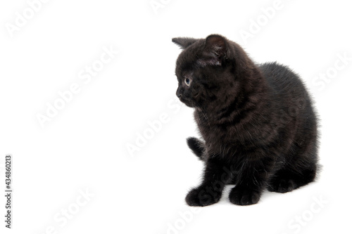 fluffy purebred black kitten sits on a white background