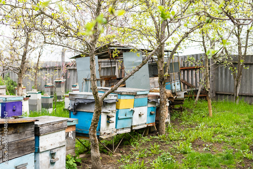 Rows of hives under branches with cherry blossoms. Apiary in the spring in aperil. Honeybees collecting pollen from white flowers in garden.